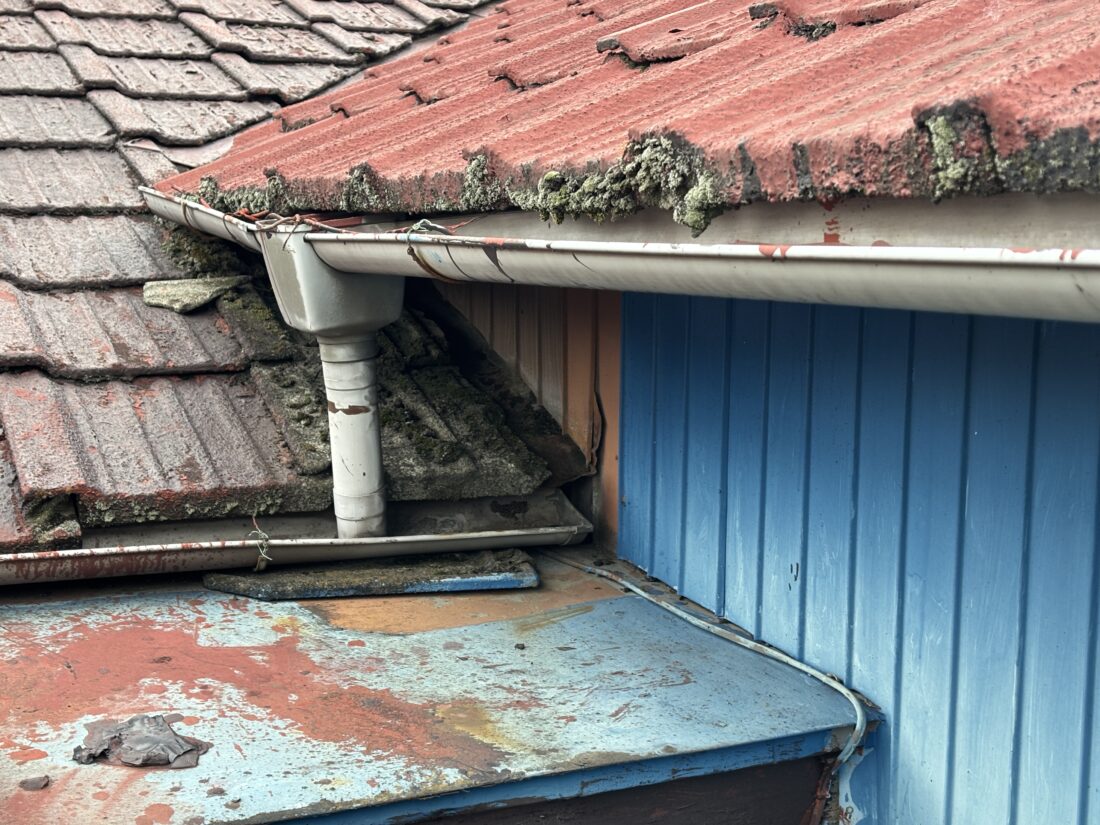 セメント瓦 コケ